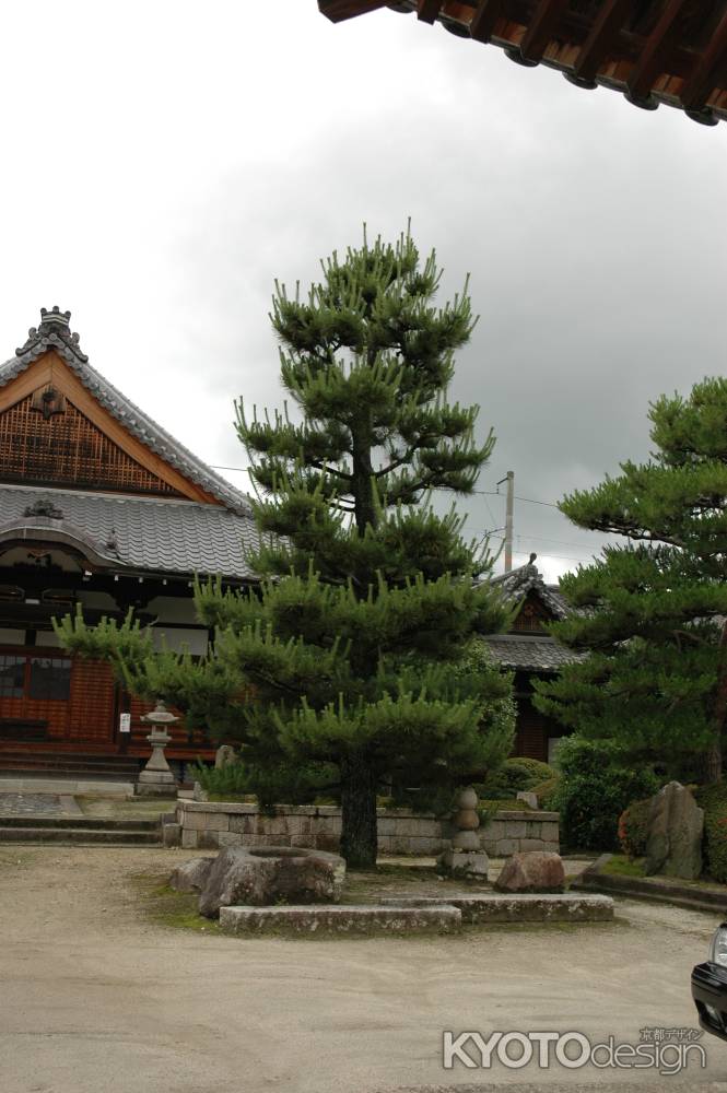 大善寺本堂前の松