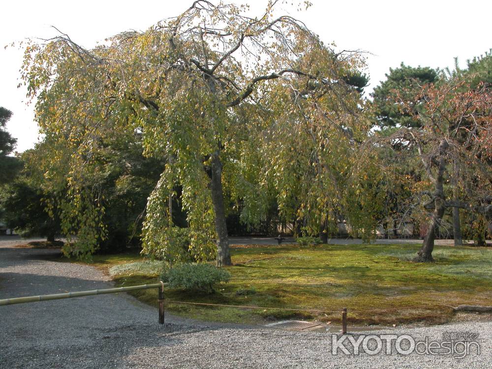 京都御所の庭