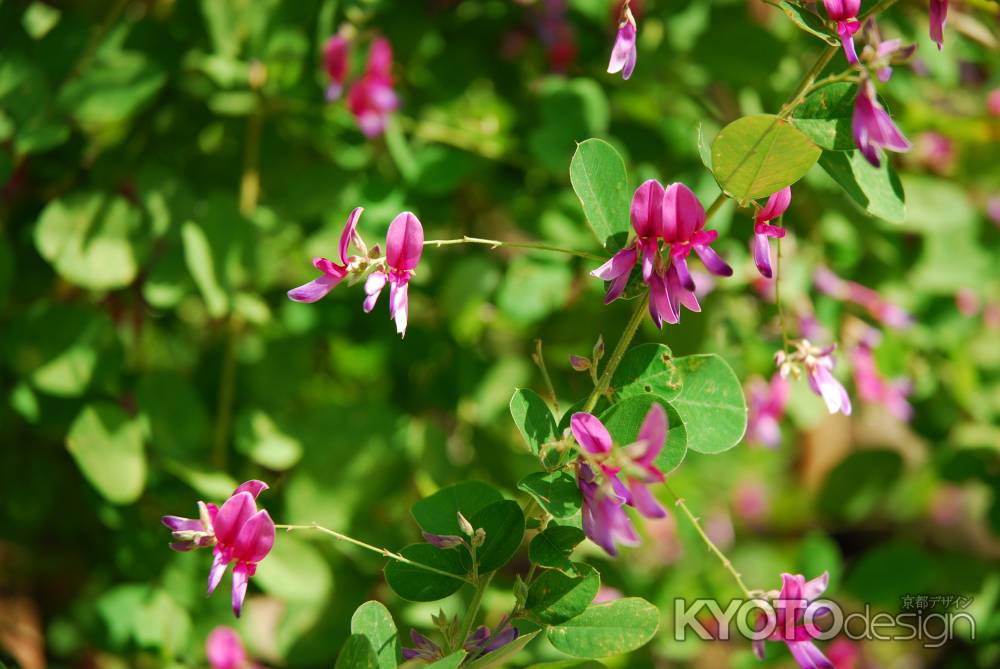 平安神宮神苑に咲く萩の花