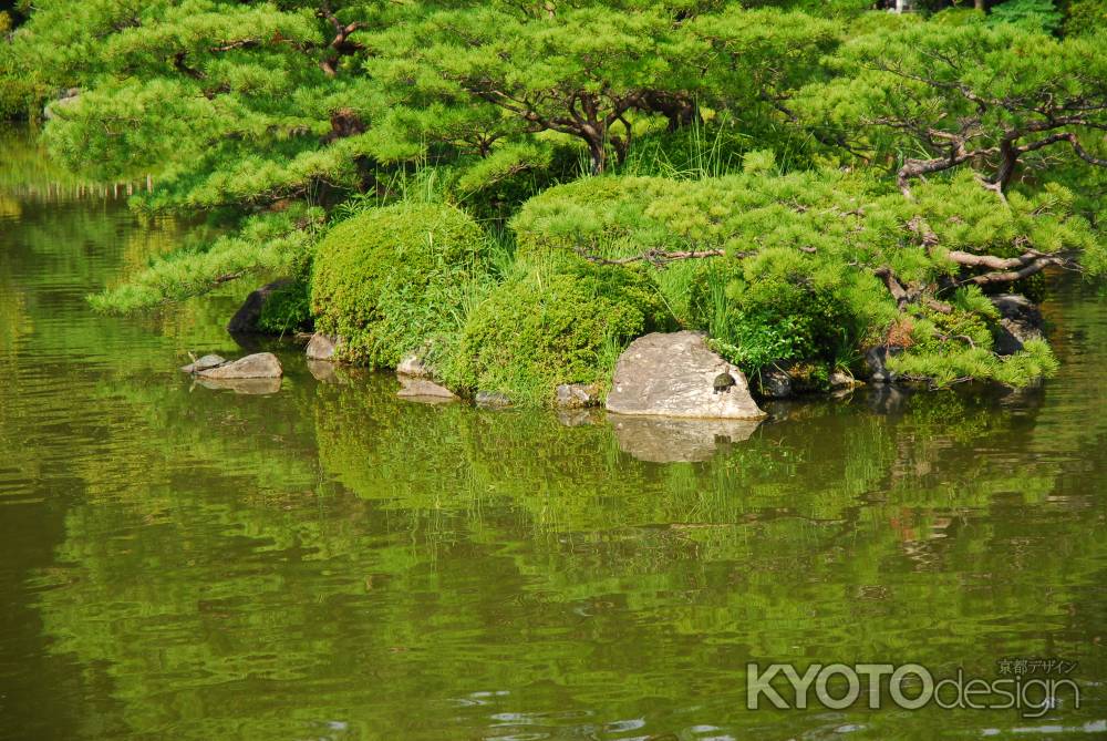 甲羅干しをする亀