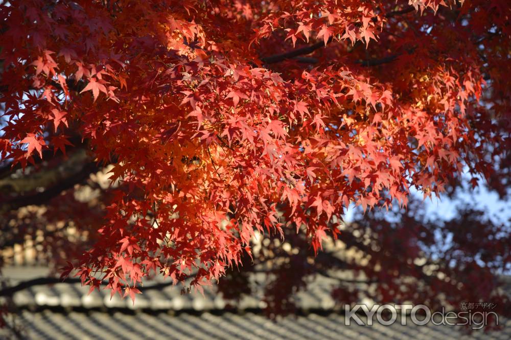 車折神社の紅葉2