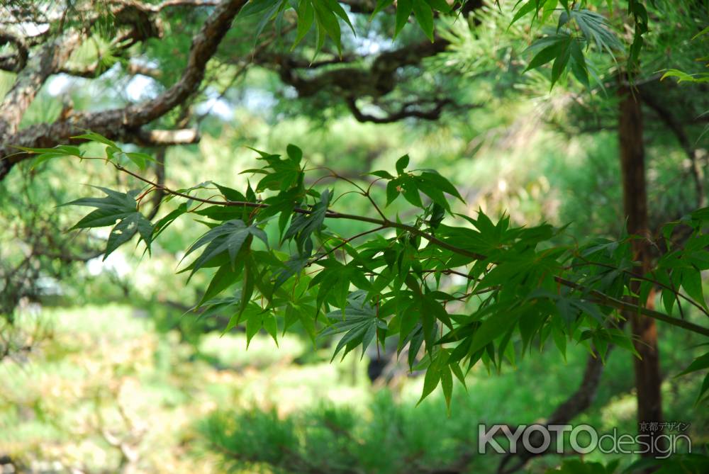 平安神宮神苑の青紅葉