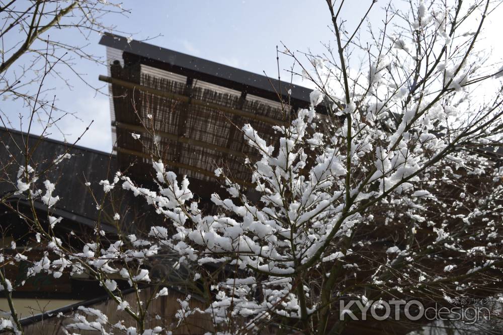 雪を見上げる