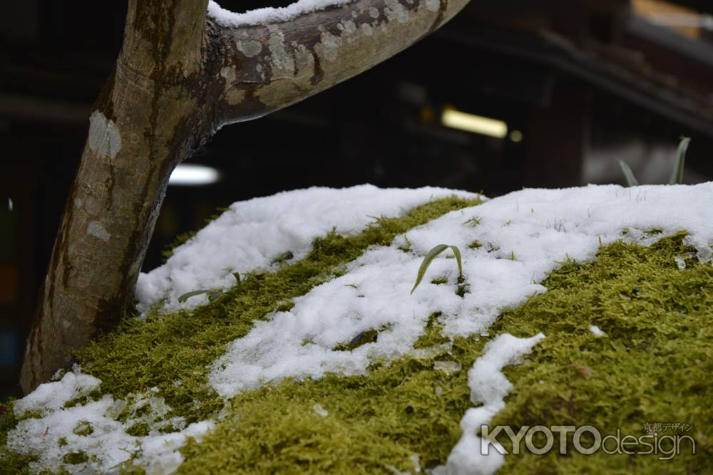 雪の中に芽吹く苔