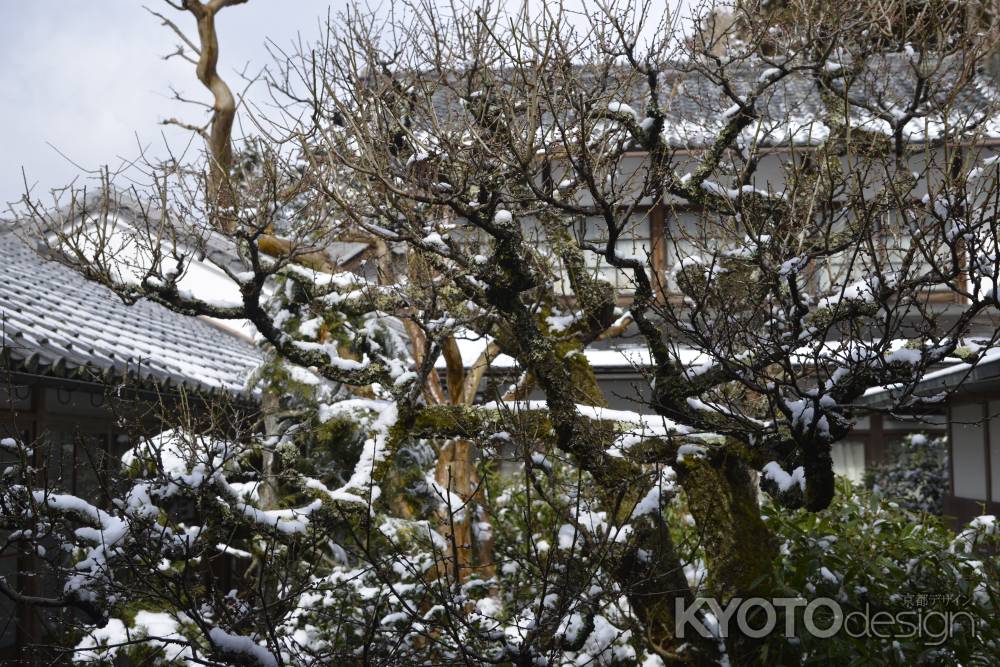 雪かぶる枝先