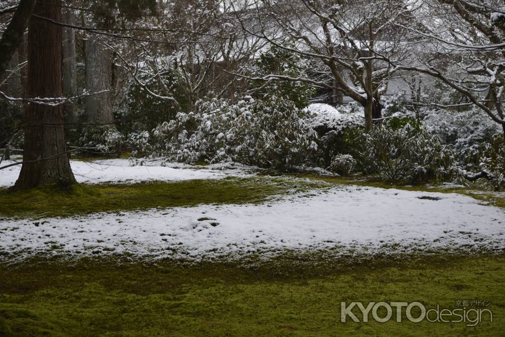 雪と苔の絨毯