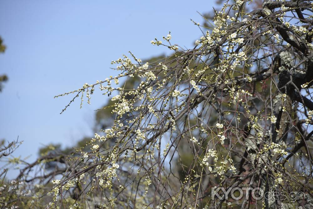 長岡天満宮　早春の白梅