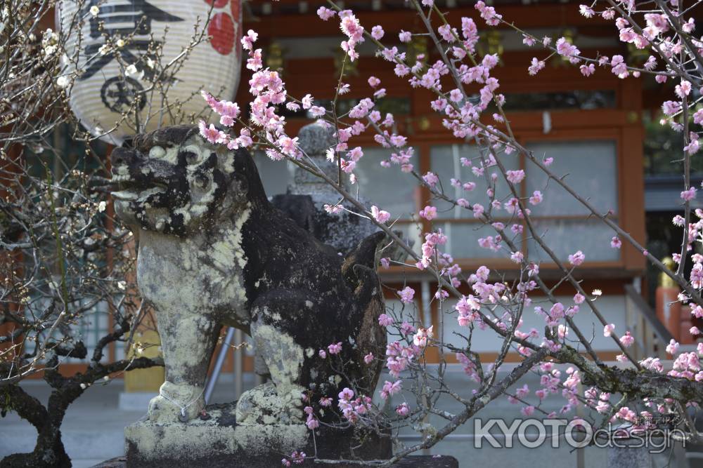 春を出迎える狛犬