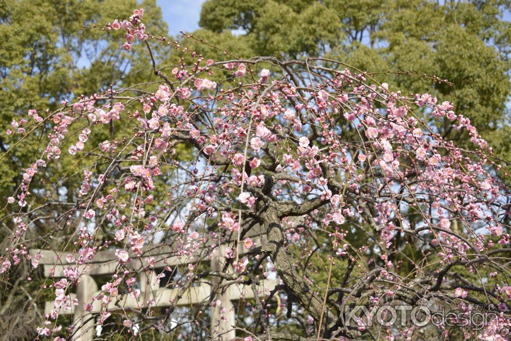 梅香ただよう長岡天満宮