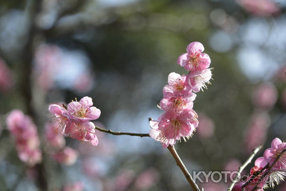 長岡に春香匂う