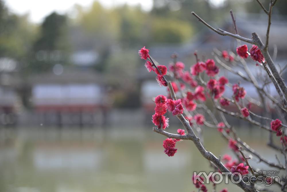 八条が池に春来