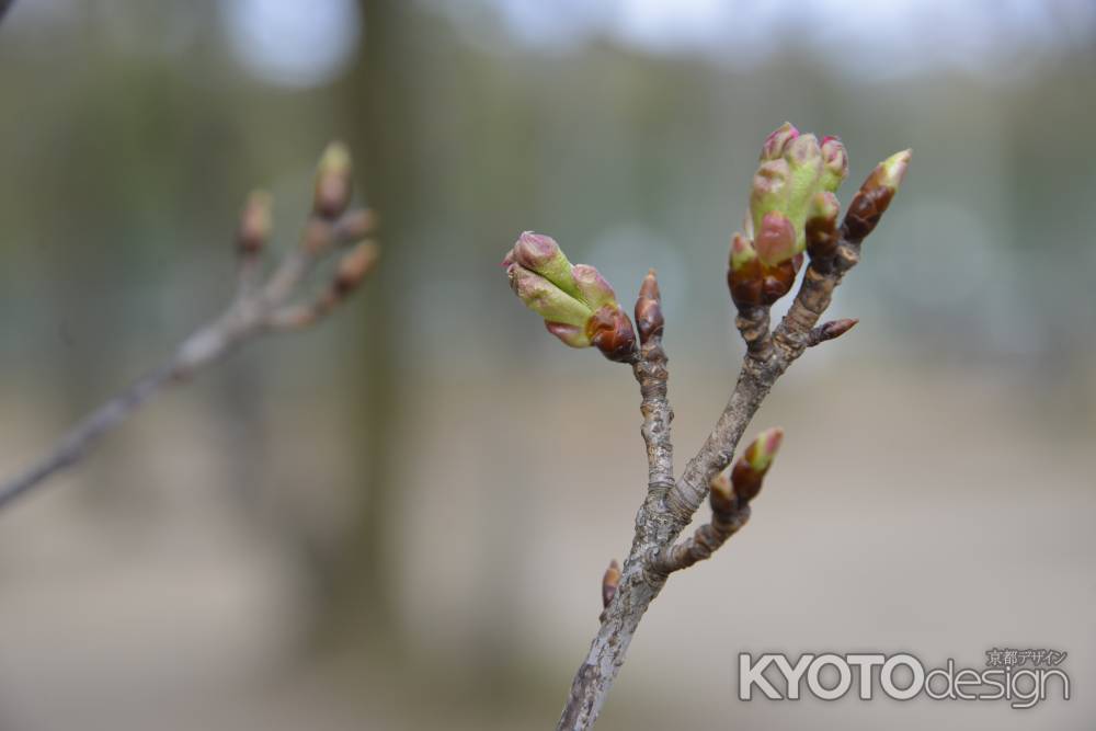 待ちわびる春の蕾