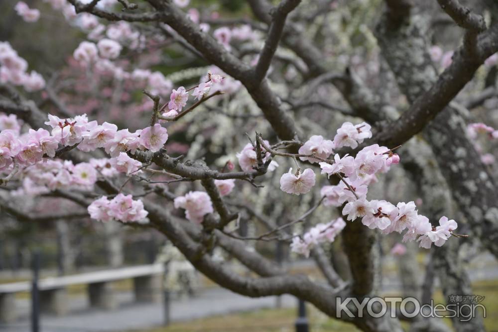 サクラバイ桜？梅？