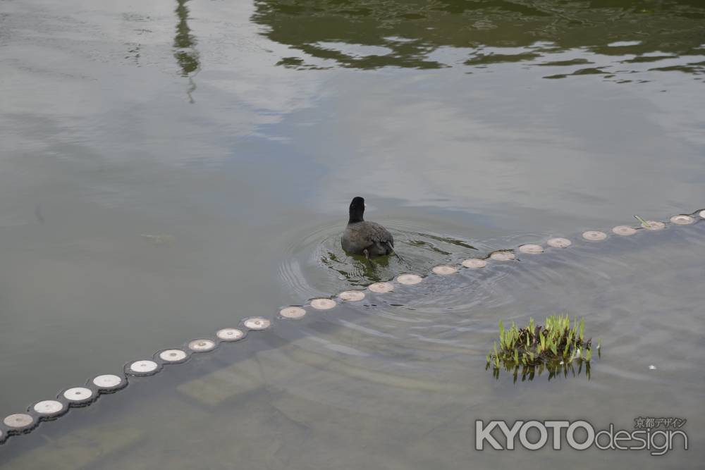 すいすい泳ぐ