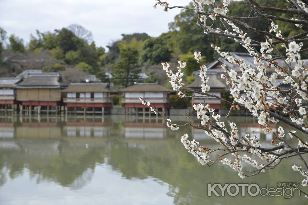 水面に白梅