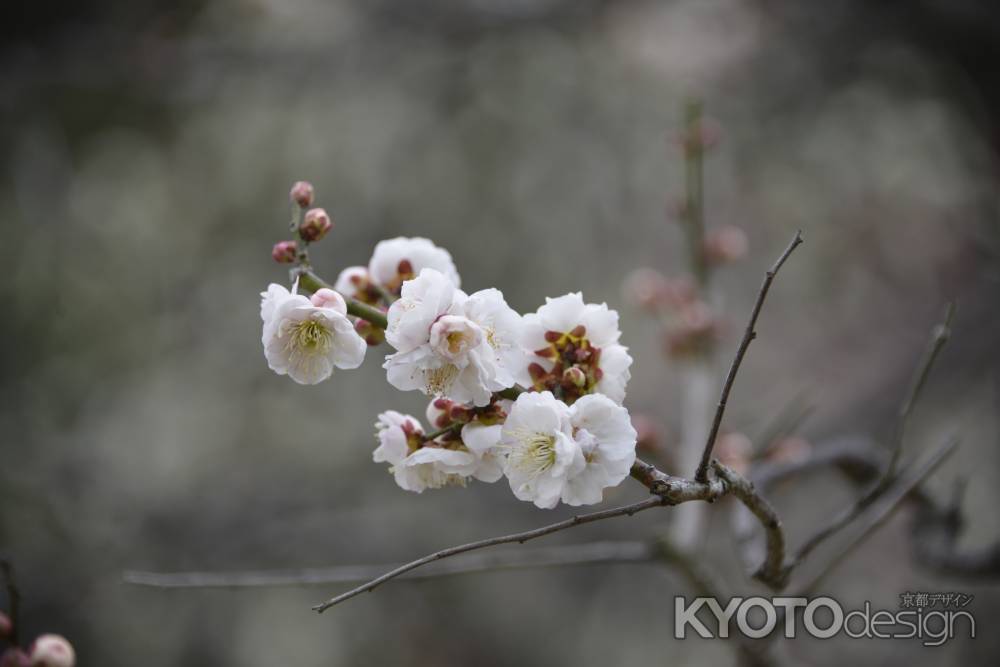 早春の彩り