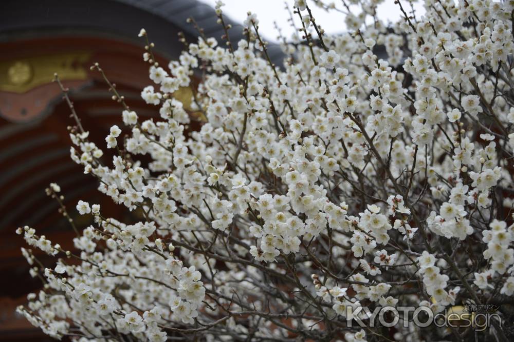 凛とした花姿