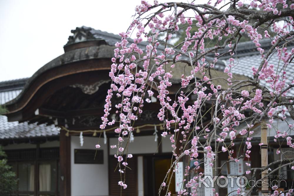 優美なピンクの花姿