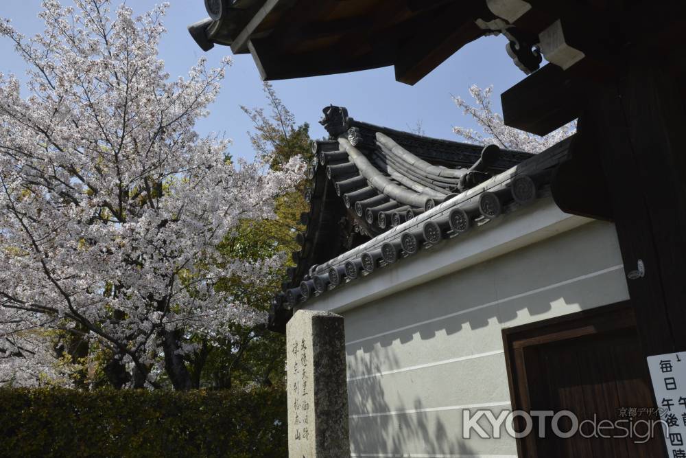 法金剛院の桜