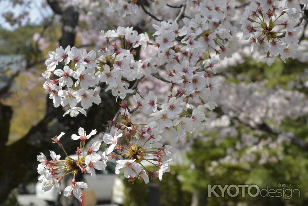 法金剛院の満開桜