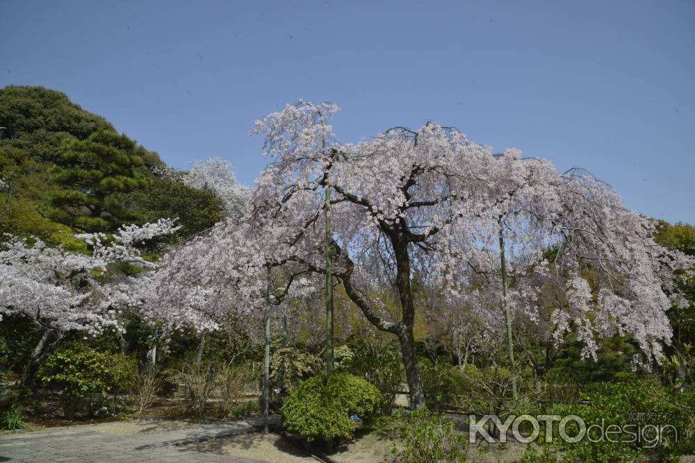 法金剛院の待賢門院桜