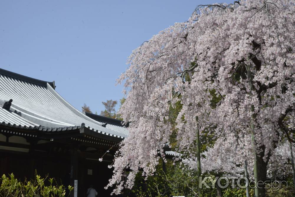 満開の枝垂れ桜