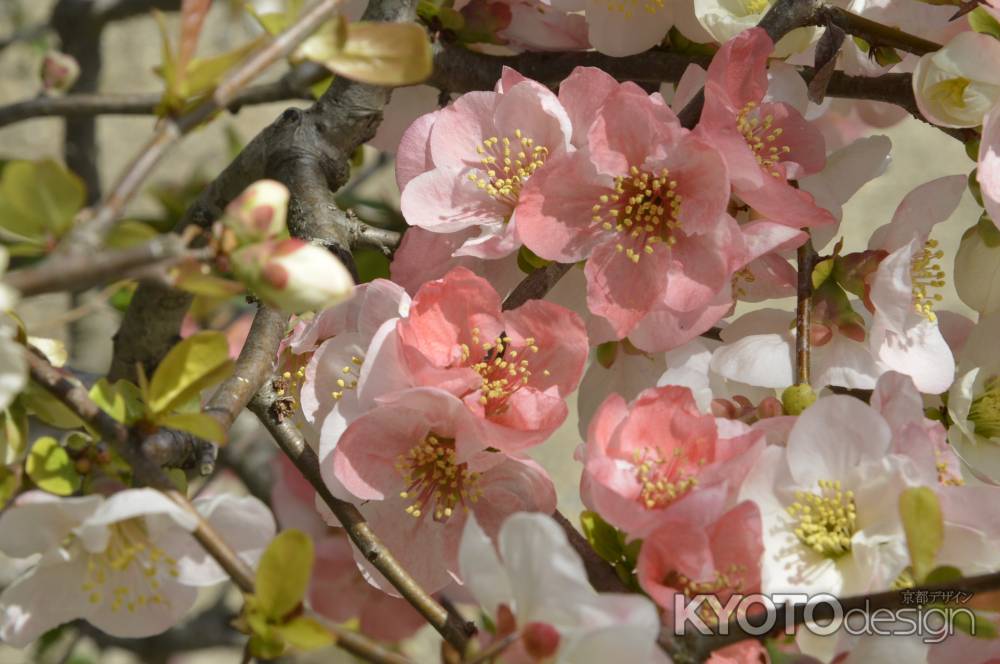 花を愛でる