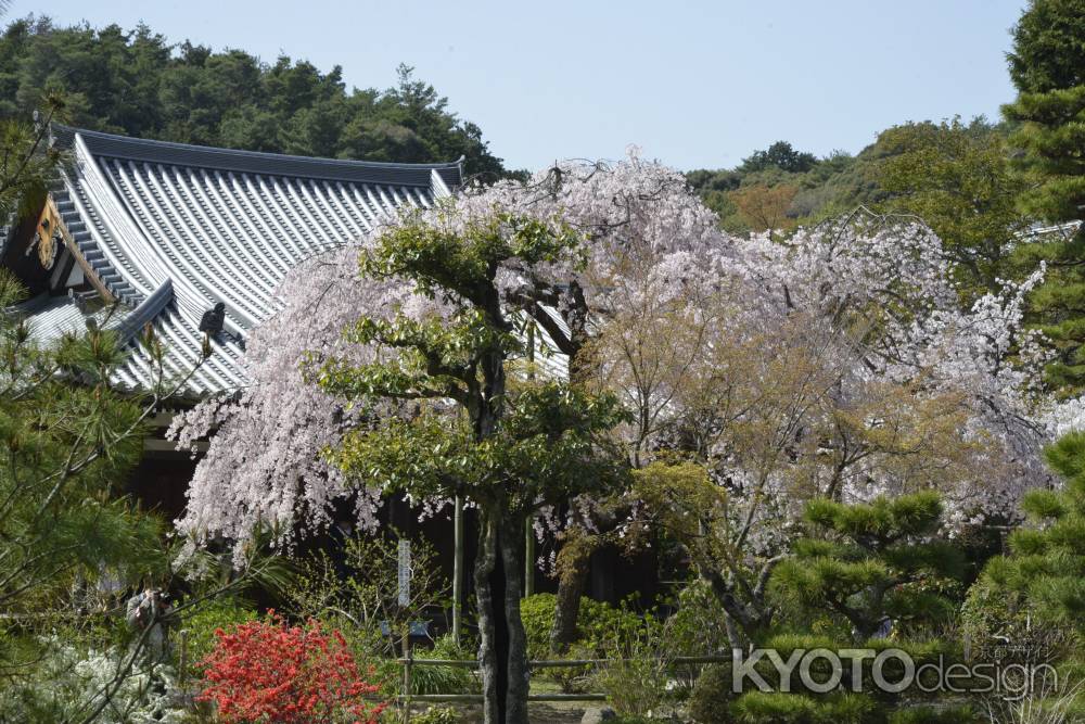 彩り豊かな春の寺