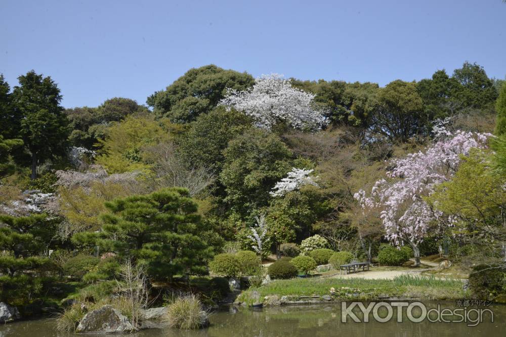 桜彩る回遊式庭園