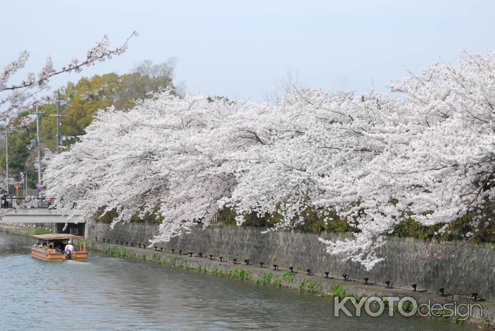 岡崎疏水のサクラ