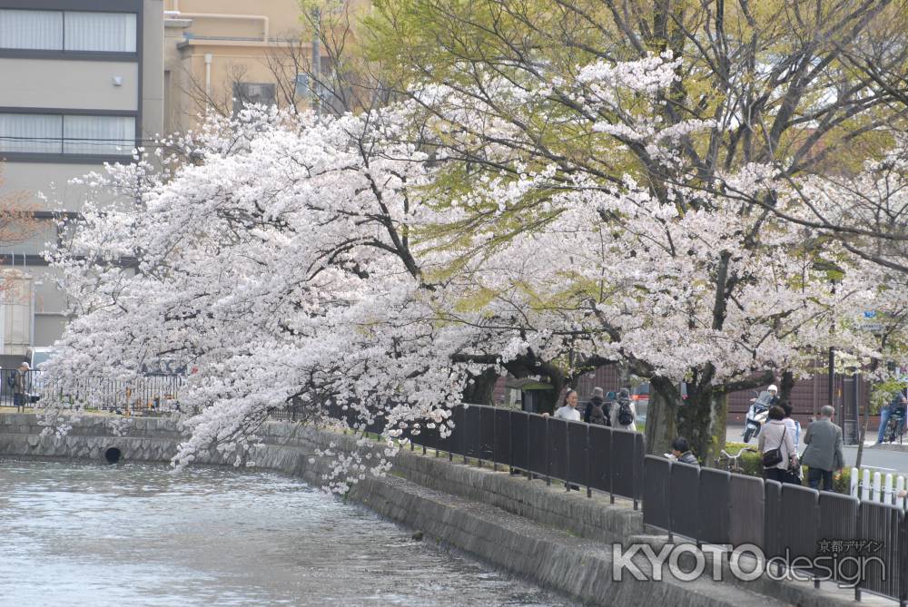 水面に近づく桜