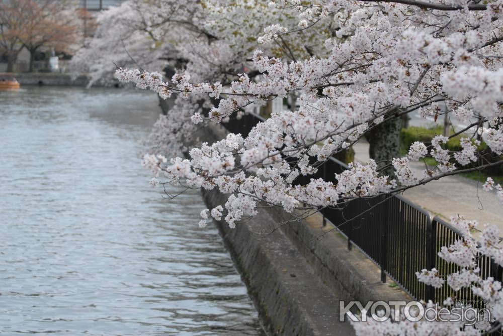 水面に揺れるサクラ