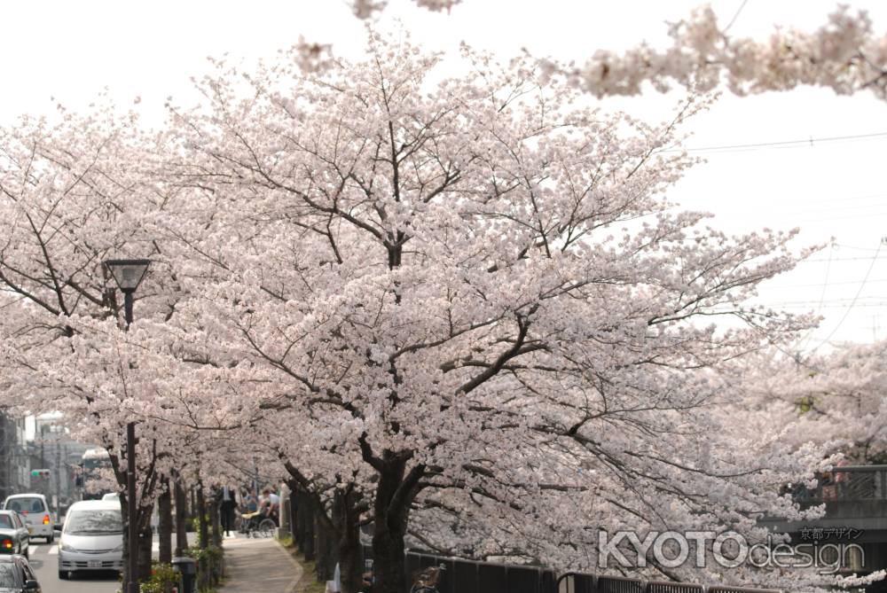 岡崎疏水沿いの桜並木