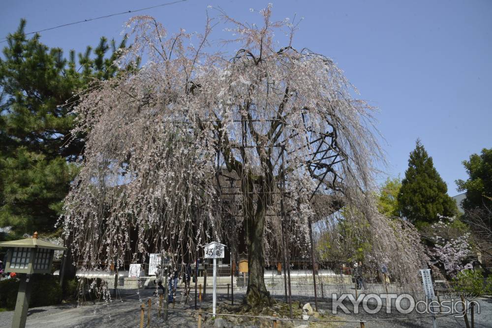 枝垂れるおかめ桜