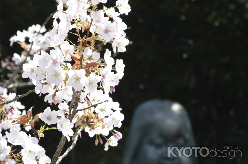 阿亀桜とおかめ