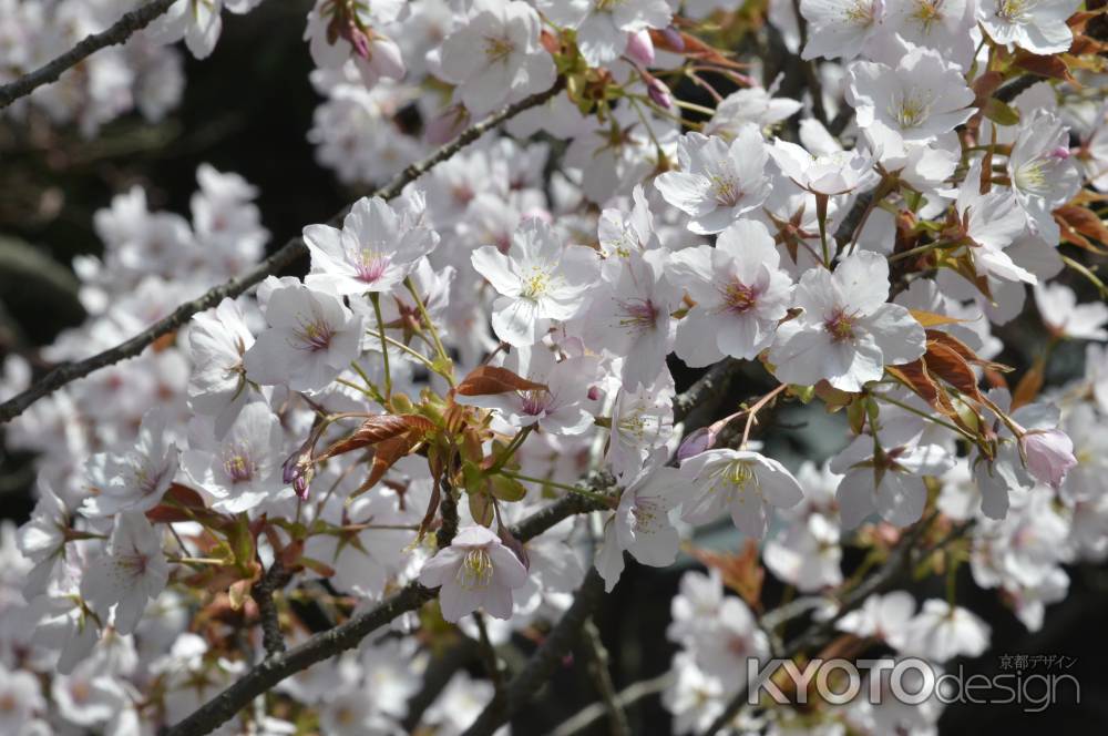 可憐に咲く阿亀桜