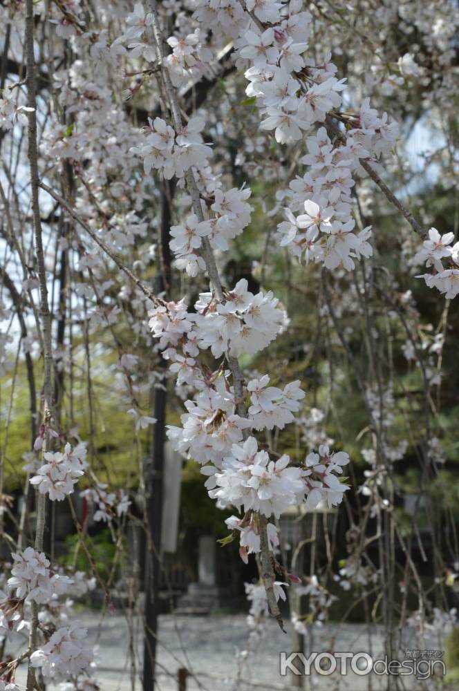 見頃の阿亀桜