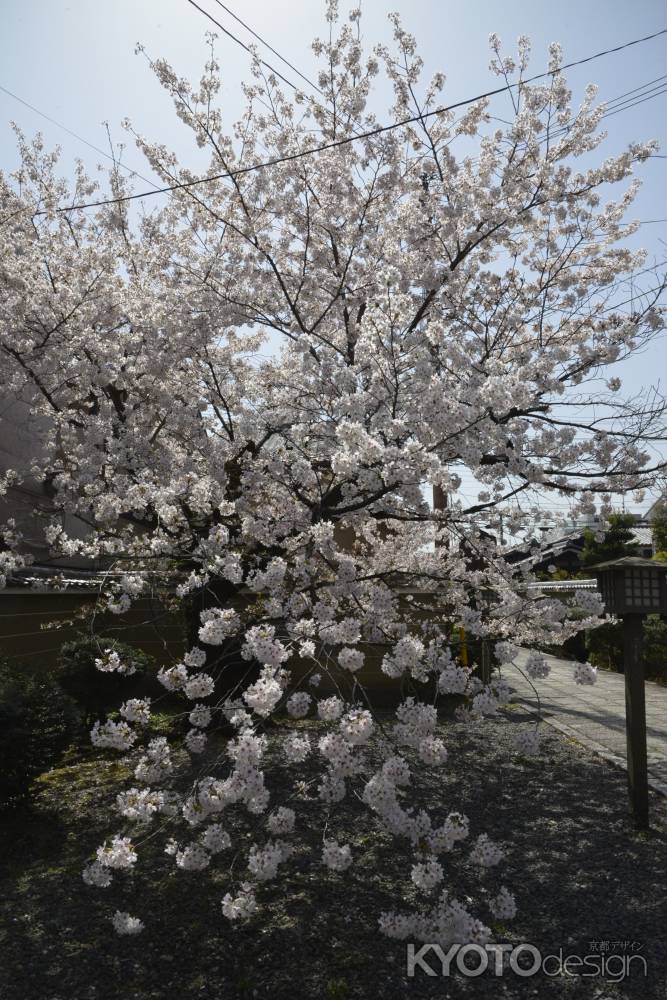 満開の千本釈迦堂桜