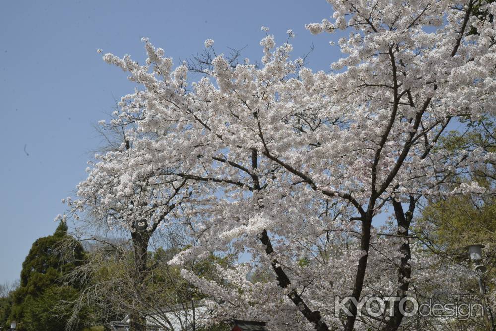 青空に映える平野の桜