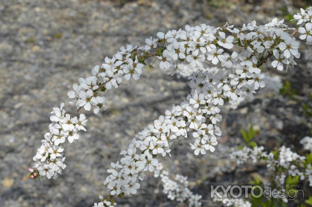 花の名所　平野神社