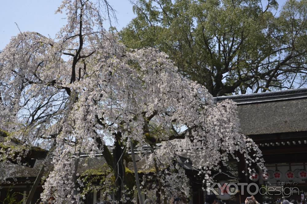 平野の代表格　魁桜