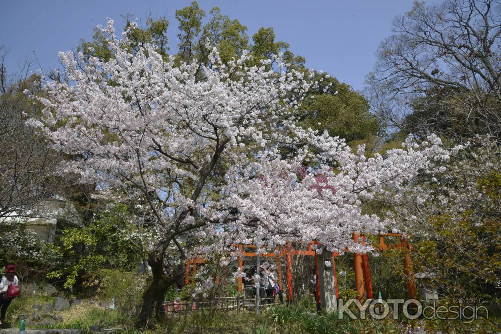 春を感じる平野のサクラ