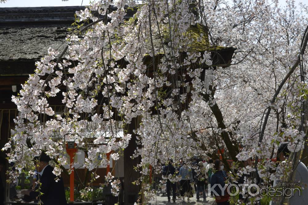 魁桜も満開です