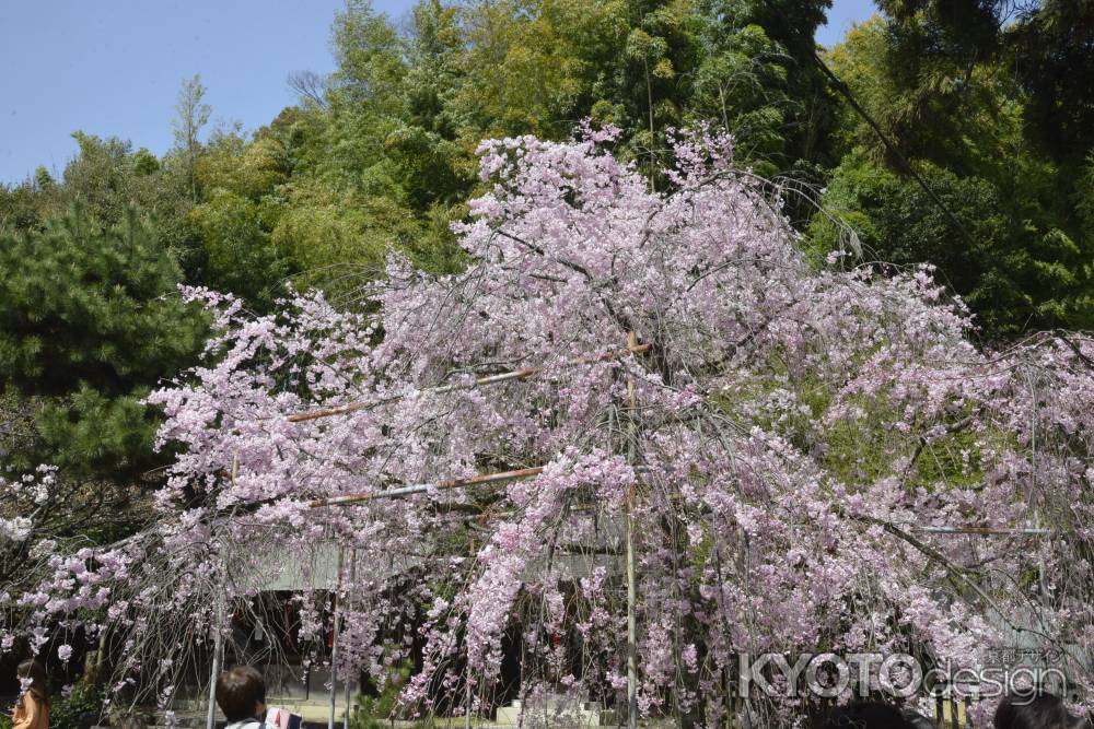 平野神社のしだれ桜