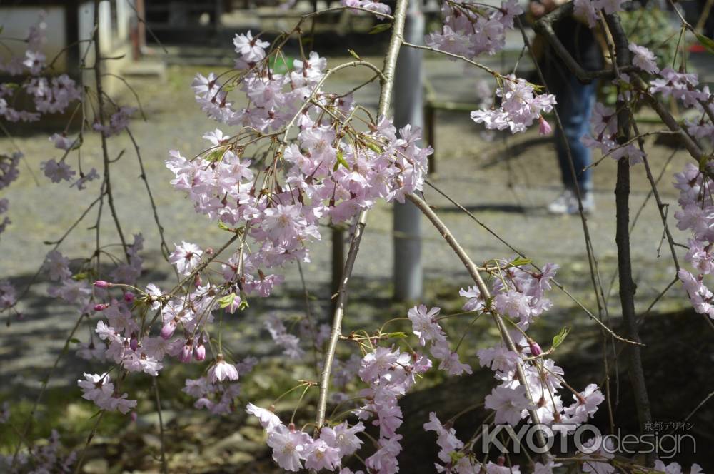 桜を愛する神社