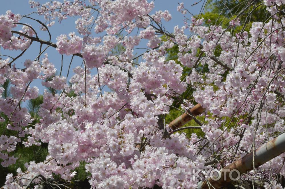 桜苑のピンクがあふれています