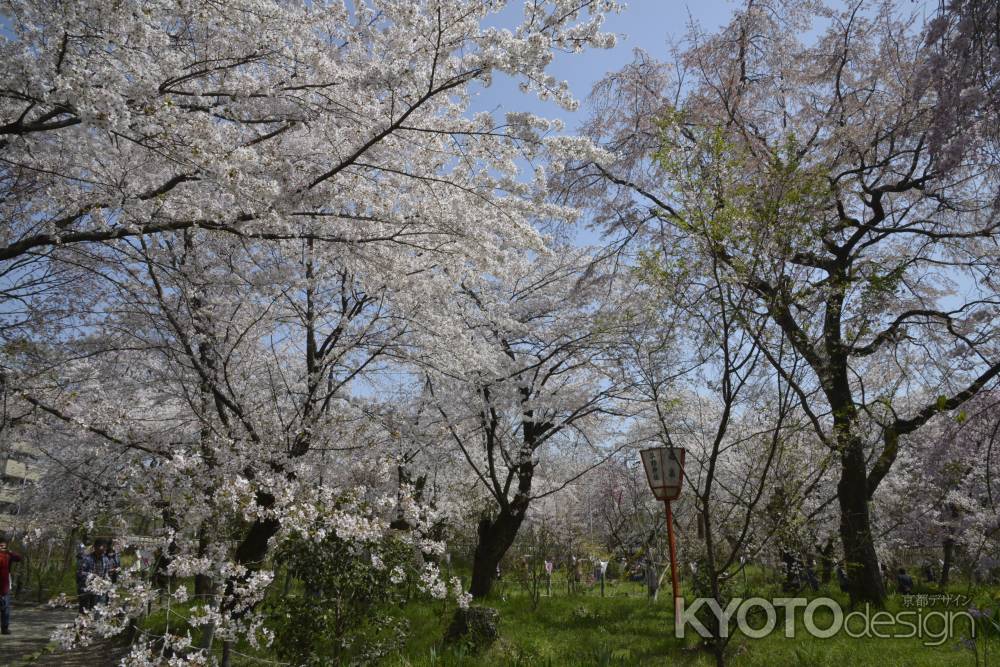 桜の園