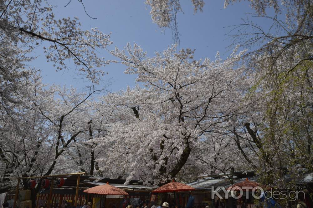 咲き誇る桜たち