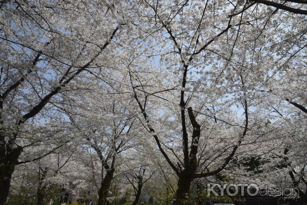 空を覆うサクラ