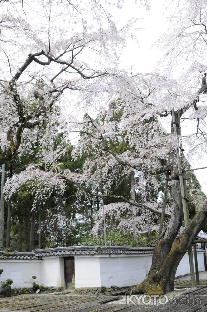 醍醐寺　華麗なるサクラ